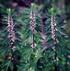 plante medicinale