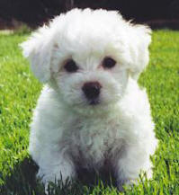catel animal de companei bichon catel animal de companei bichon