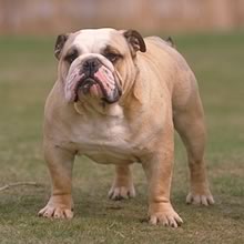 rasa buldog englez, rase caini, rase de ciini