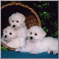 animal de companie, cel mai potrivit animal de companie, poze cu animale, fotografii cu animalute animal de companie, cel mai potrivit animal de companie, poze cu animale, fotografii cu animalute