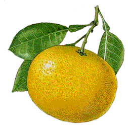 dieta cu suc de grapefruit