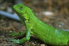 ingrijirea iguanei, iguana, bolile unei iguane, alegerea iguanei