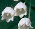 plante medicinale