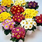 despre primula