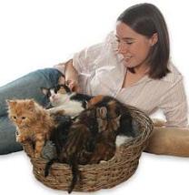 ingrijirea pisicii sanatate feline
