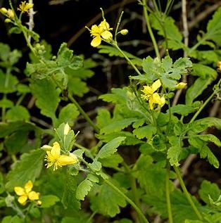 plante medicinale vindecatoare plante medicinale vindecatoare