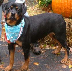 Rottweiler cel mai bun caine de paza