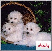animal de companie, cel mai potrivit animal de companie, poze cu animale, fotografii cu animalute