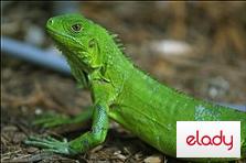 ingrijirea iguanei, iguana, bolile unei iguane, alegerea iguanei