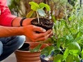 10 legume și fructe pe care le poți crește în balcon