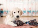 petsho online peteco.ro 6_produse_pentru_catei_obligatoriu_de_cumparat_de_cumparat_dintrun_un_petshop_online_400