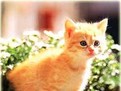 depre pisici, informatii despre feline, originea pisicii, de unde vine pisica depre pisici, informatii despre feline, originea pisicii, de unde vine pisica