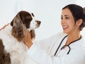 cum alegem medicul veterinar, ce sa intrebi doctorul veterinar, alegerea veterinarului, cel mai bun veterinar, medicul veterinar potrivit, sfaturi pentru alegerea doctorului veterinar