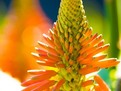 Aloe Ferox: Un mod natural de a trăi o viață mai sănătoasă