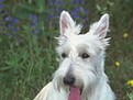 animalele si canicula, ingrijirea cainilor vara animalele si canicula, ingrijirea cainilor vara