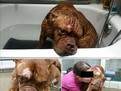 caini maltratati athenalaveterinar_400