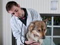 Batai neregulate ale inimii la caini si catei: Aritmie cardiaca canina