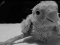 //www.youtube.com/embed/DDwyYygFgGw povestiri despre animalute