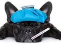 analize biochimice pentru caini Boli de ficat la catei: metode de diagnosticare,Boli de ficat la catei, Analize standard de sange, Analiza pentru acidul biliar, proba de urina, boli hepatice, Concentratia amoniacului, Abdominocenteza si coagularea sangelui Biopsia ficatului, Diagnostica