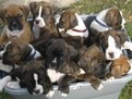 /photos/articole/didriksen3_400.jpg boxerul, rasa boxer german, cum se ingrijesc boxerasii, despre rasa boxer, caini boxer, despre boxerul german, ce culori de boxeri exista, boxeri tigrai, boxeri albi, boxeri rosii, boxerul rasa boxer german cum se ingrijesc boxerasii, hrana pentru caine b