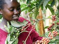 cafeaua_in_kenya_400