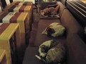 Cafeneaua cateilor fara stapan