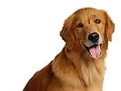 Anxietatea de despartire, catel nervos, stresat de despartiri, cainele meu nu suporta despartirea de stapan Anxietatea de despartire, catel nervos, stresat de despartiri, cainele meu nu suporta despartirea de stapan