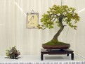 Cum sa iti creezi singura propriul bonsai