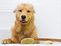 cabinet veterinar, cosmetica canina si felina cosmetica canina, toaletare caine, baie catel, vidare glande perianale, taiat unghii, periaj zilnica caine, evitare naparlire, curatarea urechilor la caine