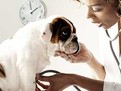 veterinar, probleme sanatate caini si pisici, bolile cainilor, bolile pisicilor, cand sa mergi la veterinar
