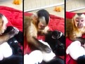 https://www.youtube.com/embed/1kKFAxapIZE dragalasenie_la_superlativ_o_maimutica_care_vede_catelusi_pentru_prima_data_in_viata_ei_400