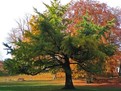 cum sa tratezi naturist sindromul premenstrual ginkgo biloba