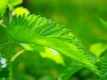 Ingrediente naturale care te ajuta in regenerarea parului