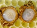 Laptisorul de matca