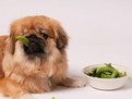 Legumele si fructele in hrana cainilor, legume pentru caini, fructe bune pentru catei, ce legume poate manca un caine, hrana sanatoasa pentru catei