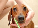 halena la caini si pisici Mirosul neplacut al respiratiei la animalele de companie