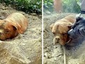 /photos/articole/athena_400.jpg O catelusa ingropata de vie de catre stapanul ei a fost salvata de un alt catel!