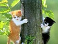despre pisici, curiozitati le pisicilor, animale de companie, pisica, animal de companie despre pisici, curiozitati le pisicilor, animale de companie, pisica, animal de companie
