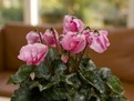 plante_cu_flori_peste_iarna_400