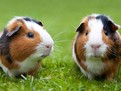 forum discutii porcusori de guineea Porcusorul de Guineea, Porcusorul de Guineea, ce mananca Porcusorul de Guineea, ingrijire Porcusor de Guineea, cum se ingrijeste Porcusorul de Guineea, ce este Porcusorul de Guineea, cum se reproduce Porcusorul de Guineea, ce mananca Porcusorul de Guineea