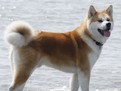 rasa de caini Akita Inu ingrjire temperament dresaj