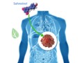 https://www.youtube.com/embed/c7dcXh4fvAA salvestroltratamentnaturistcancer_400