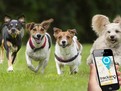 tracker gps animale 3 cele mai utilizate metode de a monitoriza cainii cateii pisicile