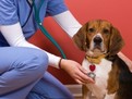 Bolile ficatului la caini si catei: Tratament si prognostic