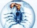 horoscop saptamanal zodia scorpion