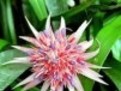 Aechmea Fasciata