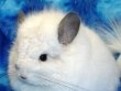 despre Chinchilla