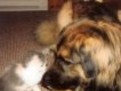 despre rasa Caine Leonberger