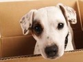 Sfaturi simple pentru mutare cand ai animale de companie, cum procedezi cu catelul, pisicuta, cand te muti