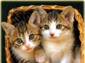 http://www.elady.ro/photos/articole/12pisiooo.jpg adoptii pisici, adap[osturi animale, pisicute, de unde sa adopt o pisicuta